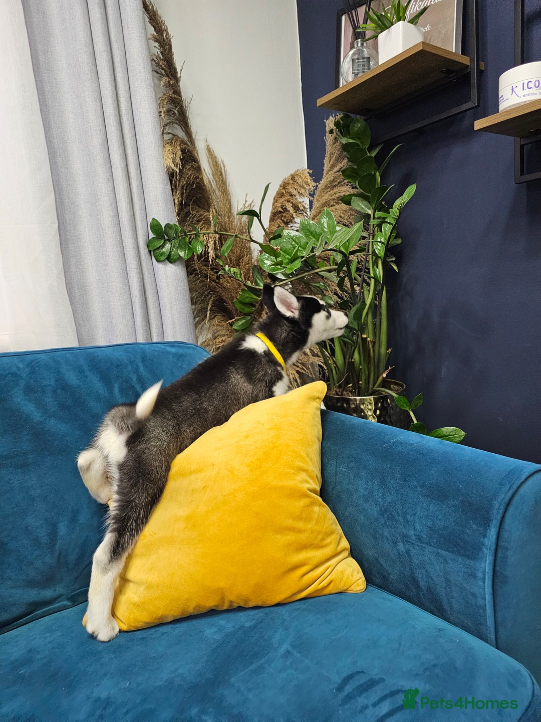 Siberian Husky dogs for sale: Pure Siberian Husky females. Ready to go  - Advert 5