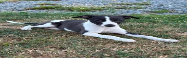 Whippet 3