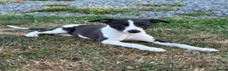 Whippet dogs for sale: Whippet Puppies  in Presteigne - Advert 4