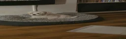 Malshi dogs for sale: 5 Months Old Malshi in Bootle - Advert 6