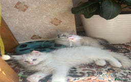 Siberian cats for sale: 😍 Siberian Neva Masquerade kittens 😍 - Image 31