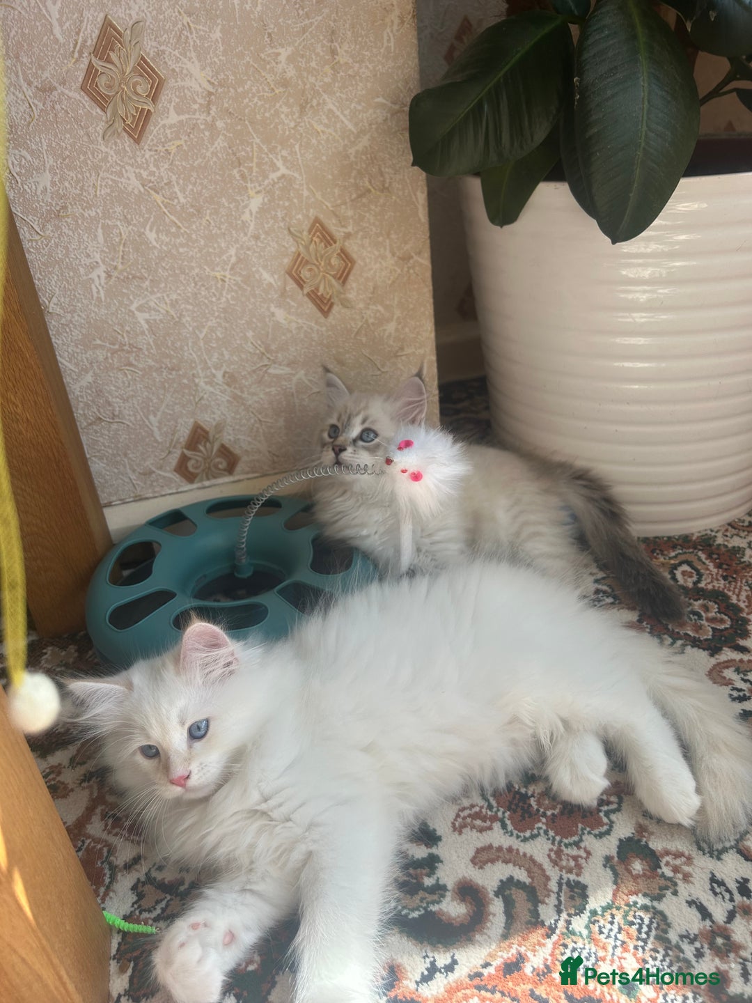 Siberian cats for sale: 😍 Siberian Neva Masquerade kittens 😍 - Image 31