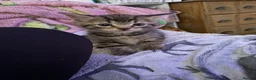 Mixed Breed cats for sale: Tabby and black kittens - Advert 5