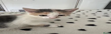 Kitten 3
