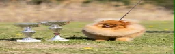 Pomeranian dogs for sale: High Quality Show Pomeranian puppies Champion Mum - Advert 15