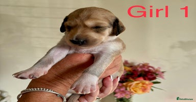 Saluki dogs - Advert 1
