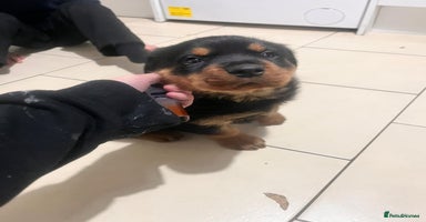 Rottweiler dogs 8 weeks old rottweiler ready to leave now last 1 - Advert 5