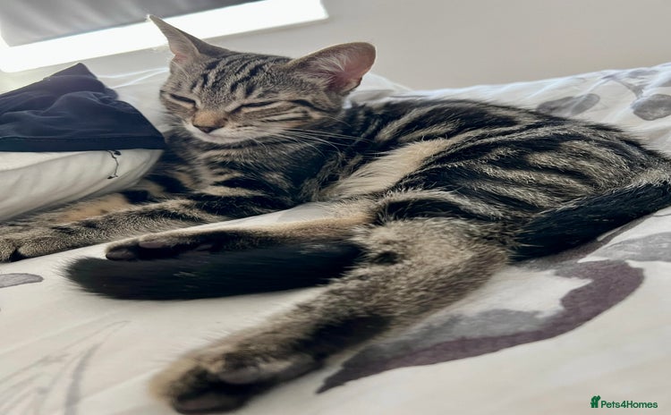 Mixed Breed cats - Advert 5
