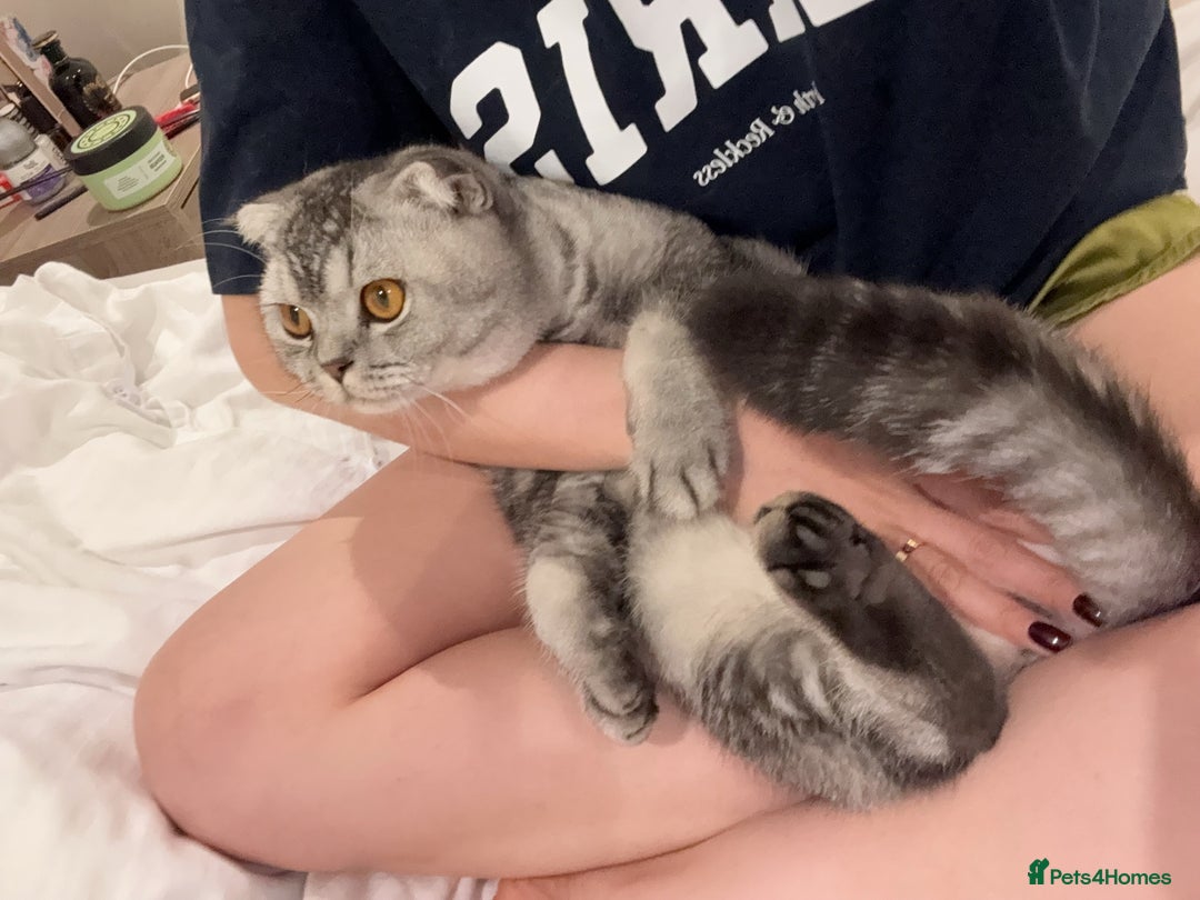 Scottish Fold cats for sale: Scottish fold boy for rehome 🙂 - Image 7