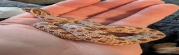 Snake reptiles for sale: Hognose male  - Advert 2
