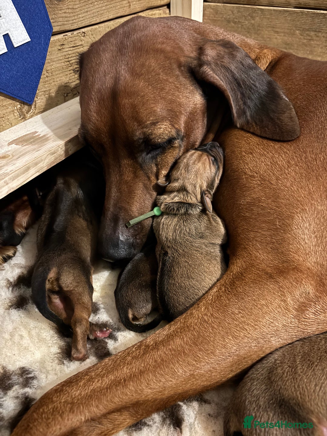 Rhodesian Ridgeback dogs for sale: Nyasharose ridgebacks  - Advert 9