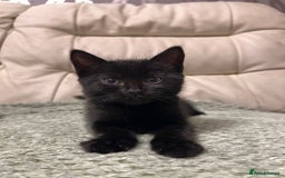 Domestic Shorthair cats for sale: 5⭐️homes wanted for beautiful, playful kittens - Advert 3