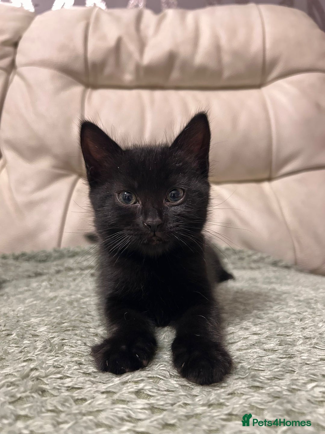 Domestic Shorthair cats for sale: 5⭐️homes wanted for beautiful, playful kittens - Advert 3