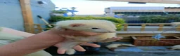 Ferret rodents for sale: Beautiful Ferret Kits for sale  - Advert 8