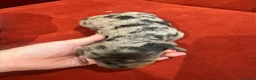Miniature Dachshund dogs for sale: 7 gorgeous  dapple & isabella grey mini dachsunds  - Advert 3