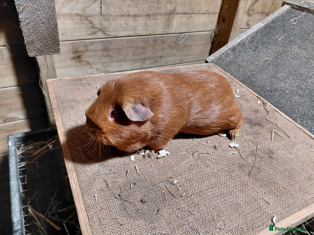 Guinea Pig rodents for sale: PE Golden Sows (other guinea-pigs also available) - Advert 3