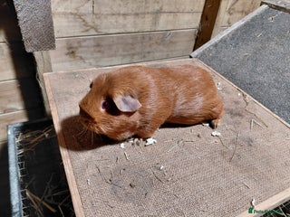 Guinea Pig rodents PE Golden Sows (other guinea-pigs also available) - Advert 12