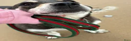 Mixed Breed dogs for adoption: Phillip Norwich Norfolk  - Advert 21
