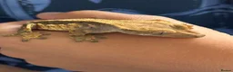 Leopard Gecko reptiles for sale: Crested Gecko approx 18 months old  - Advert 6