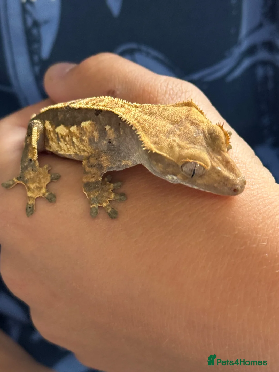 Leopard Gecko reptiles for sale: Crested Gecko approx 18 months old  - Advert 6