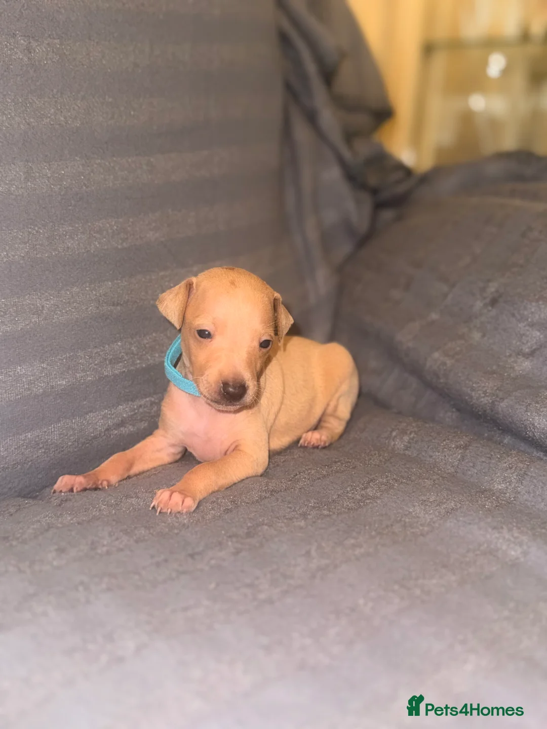 Italian Greyhound dogs for sale: Kc Italian greyhound puppies  loving homes wanted  - Advert 2