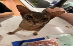Abyssinian cats for sale: Male Abyssinian Cat Looking for a Loving New Home - Image 15