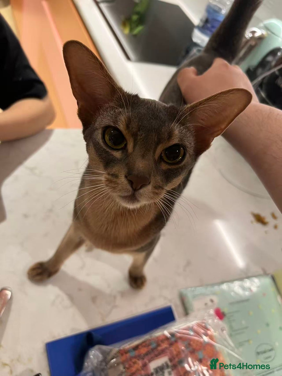 Abyssinian cats for sale: Male Abyssinian Cat Looking for a Loving New Home - Image 15