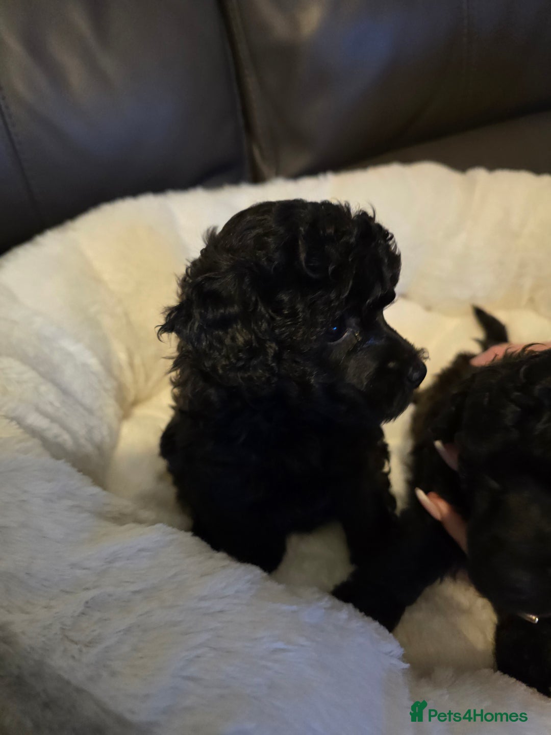 Miniature Poodle dogs for sale: 4 Amazing miniature poodles  - Advert 15