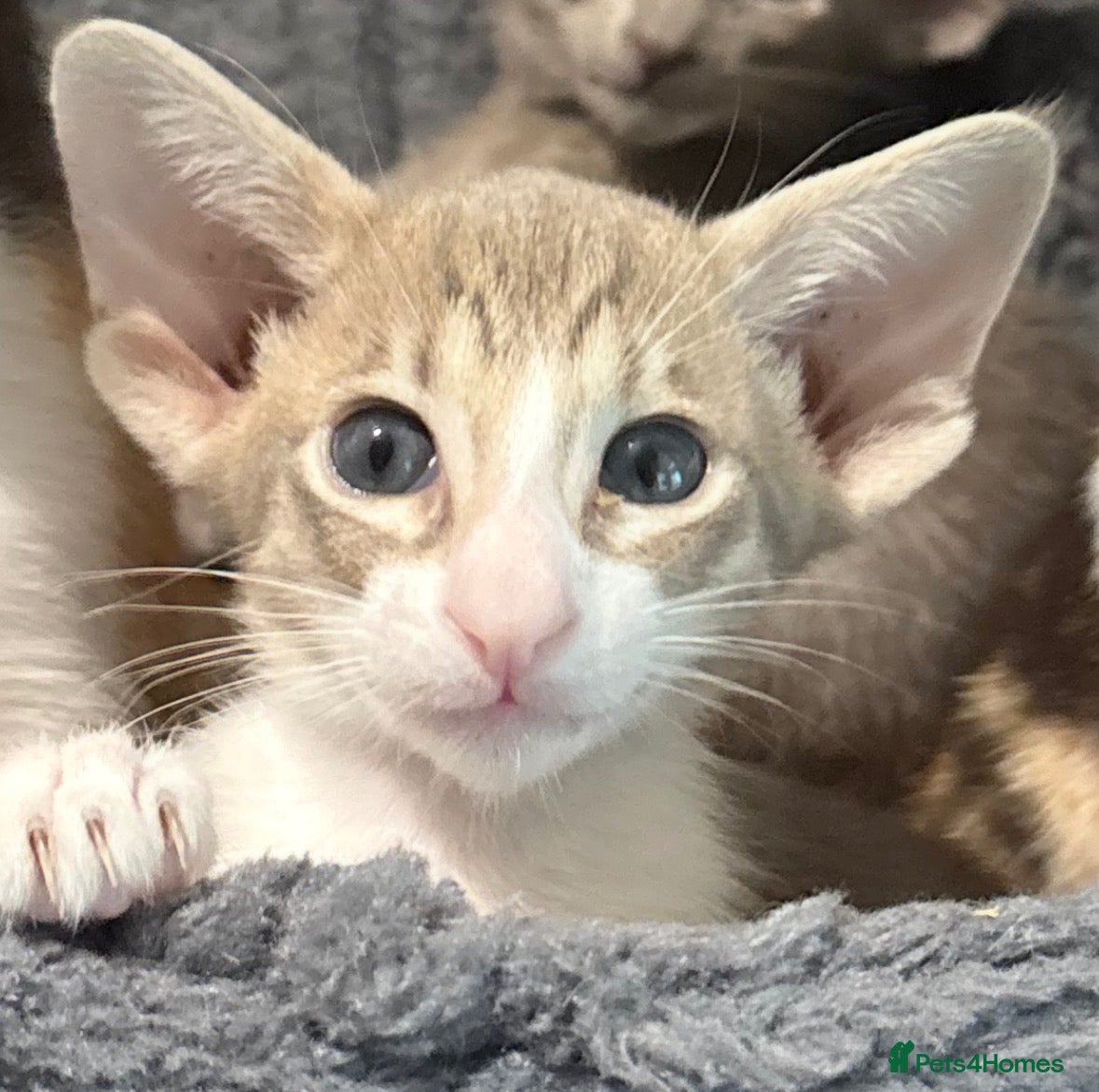 Siamese cats 🐾 **Gorgeous Oriental Shorthair & Siamese Kittens - Advert 5
