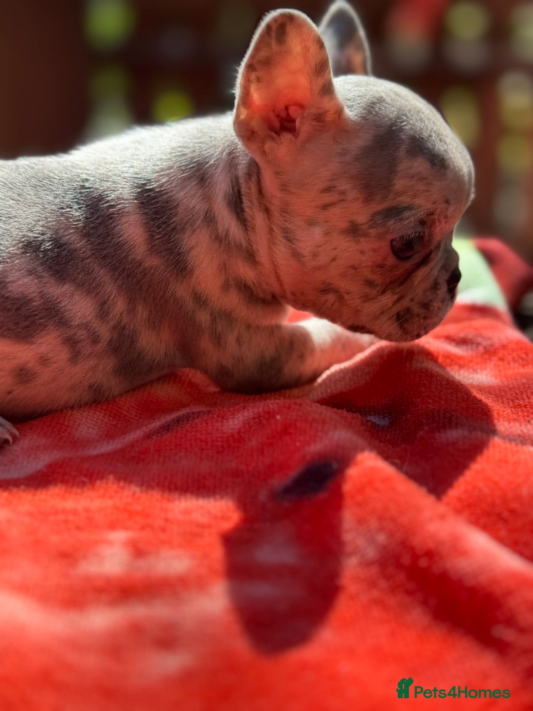 French Bulldog dogs for sale: Adorable French Bulldogs - Image 29