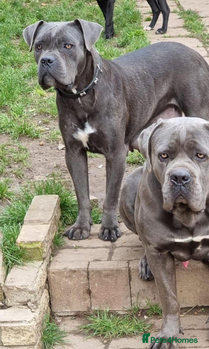 Cane Corso dogs Beautiful Black Cane Corso Male – 6 Months Old - Advert 2