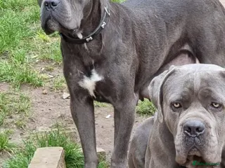 Cane Corso dogs Beautiful Black Cane Corso Male – 6 Months Old - Advert 2