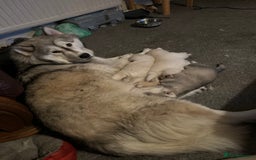 Siberian Husky dogs for sale: Pure breed Husky Puppies born 04/07/2025 - Image 11