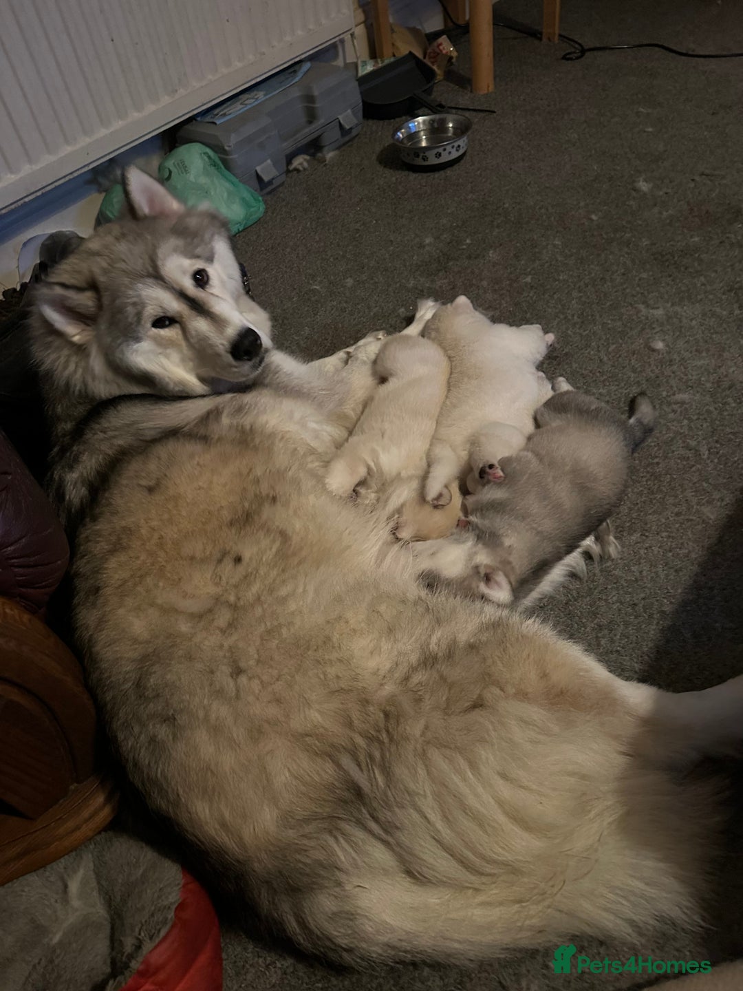 Siberian Husky dogs for sale: Pure breed Husky Puppies born 04/07/2025 - Image 11