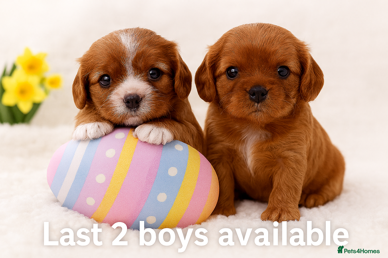 Cavalier King Charles Spaniel dogs Beautiful, Cavalier King Charles Spaniel puppies - Advert 1