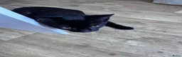 Bombay cats for sale: Prince - Advert 6