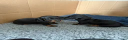 Miniature Dachshund dogs for sale: Black and tan miniature dachshund puppies   - Advert 4