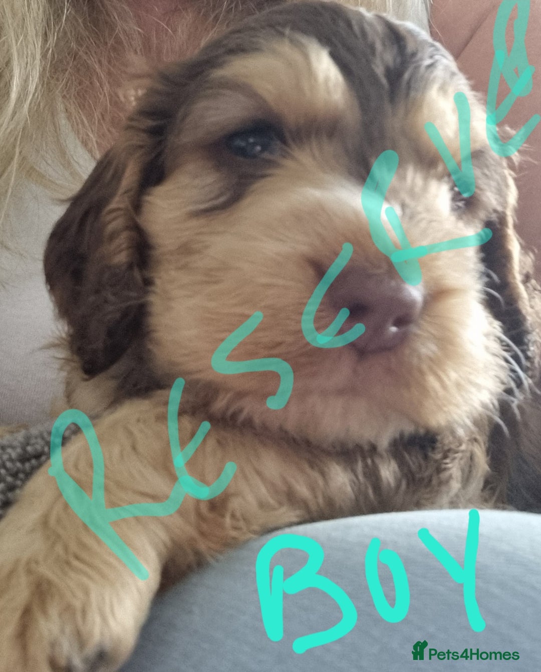 Cockapoo dogs for sale: Beautiful Cockapoos  - Image 6