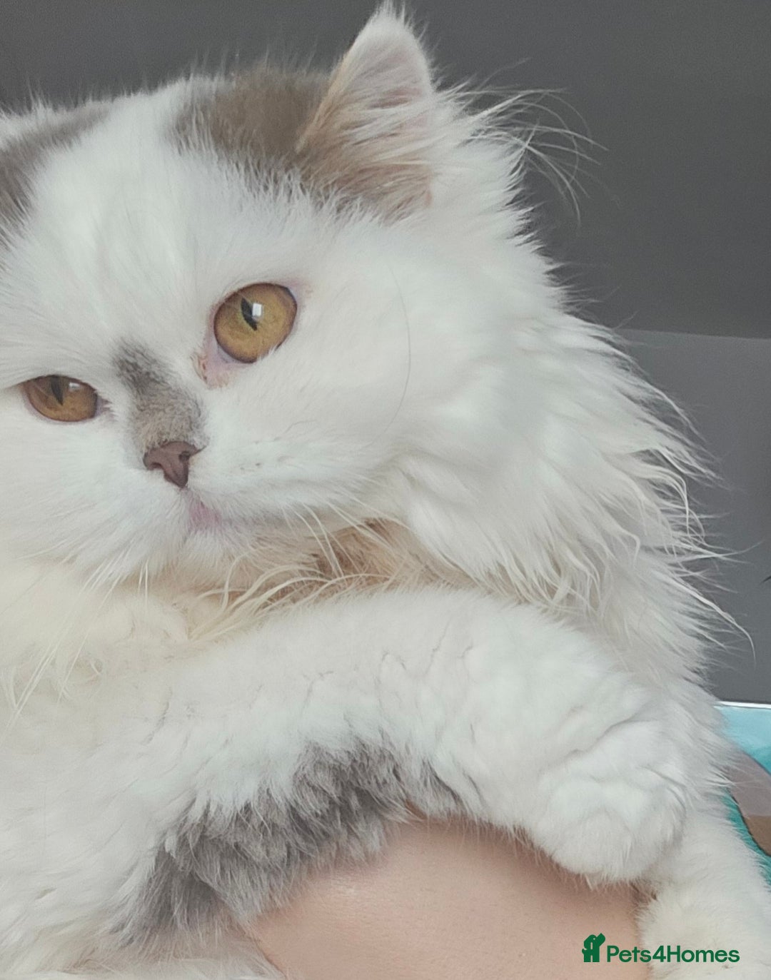 Scottish Fold cats for sale: A very beautiful Scottish Fold kitten - Advert 4