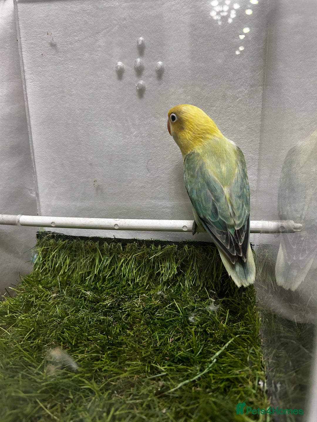 Lovebirds birds for sale: Beautiful mutation fisher opline lovebirds   - Advert 11