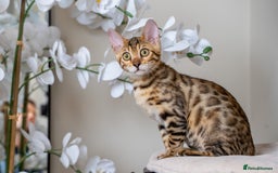 Bengal cats for sale: Stunning Bengal Girl- Top TICA pedigree- Ready NOW - Advert 23