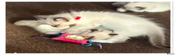 Ragdoll cats for sale: 6 cute pure breed Ragdoll kittens 2 boys 4 girls  - Advert 24