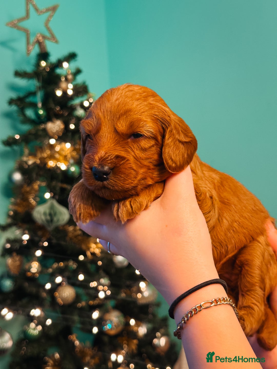 Labradoodle dogs for sale: F2B Labradoodle Puppies – Red & Apricot - Advert 22