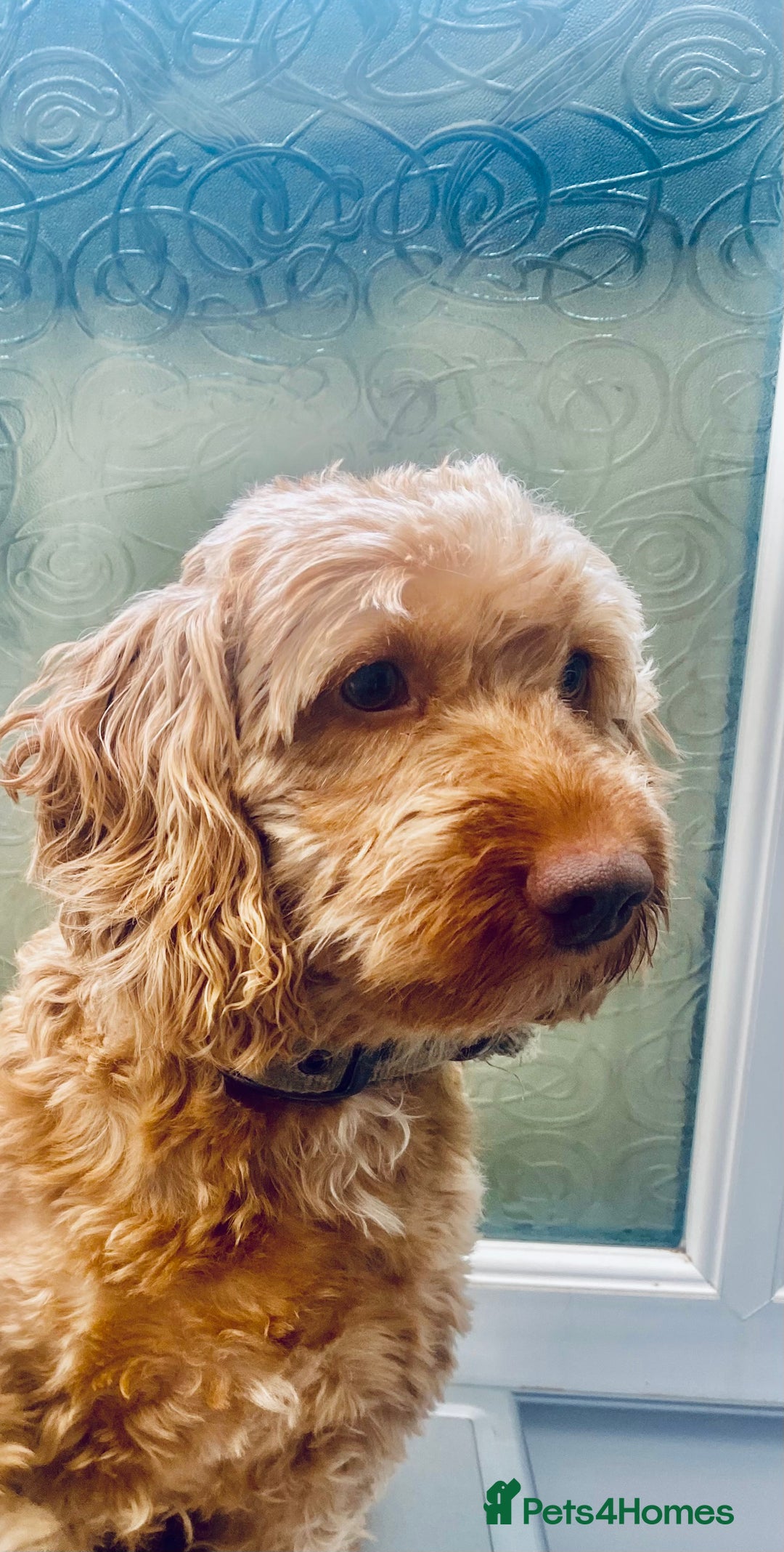 Goldendoodle dogs for sale: Adorable Golden Doodle F1B Miniature Boy  - Image 8