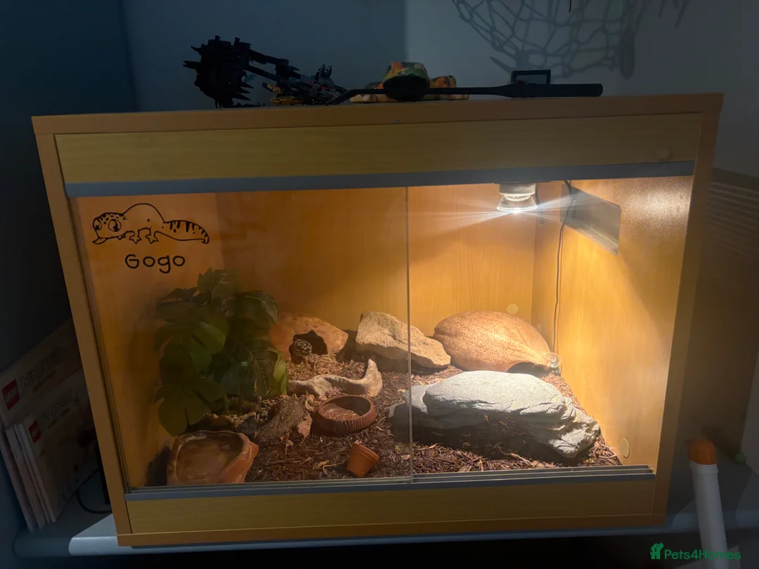 Leopard Gecko reptiles for sale: Leopard Gecko in York - Advert 2