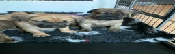 Presa Canario dogs for sale: Presser canario puppies - Advert 13