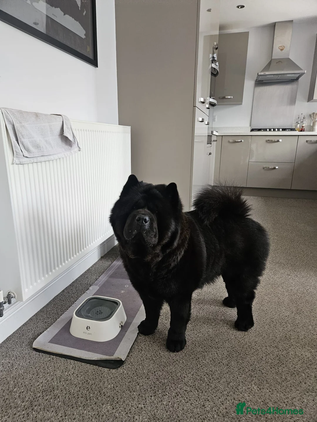 Chow Chow dogs for stud: Dollar – Smooth Coat Chow Chow Available for Stud in Burton-on-Trent - Advert 1