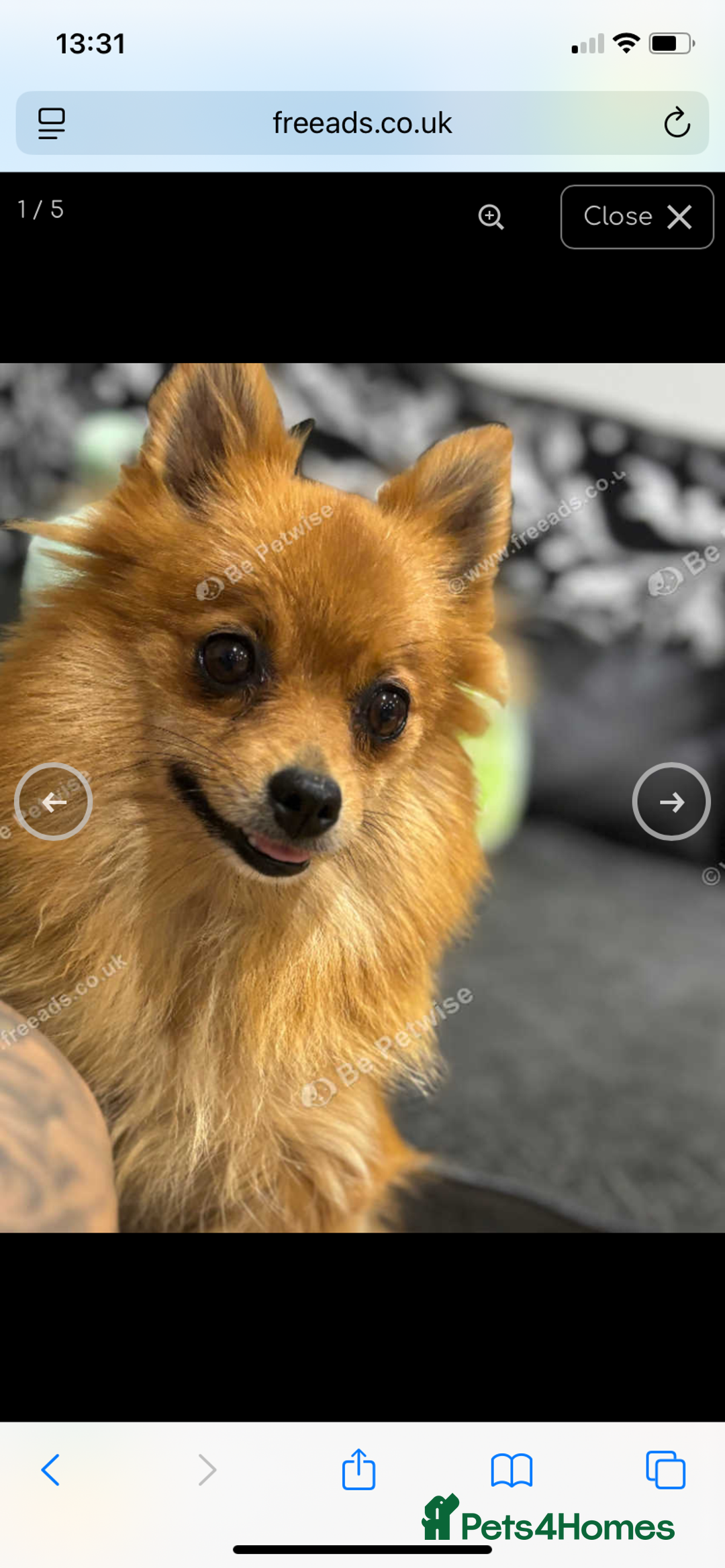 Pomeranian dogs for sale: Bkack and tan fox faced Pomeranian  - Advert 1