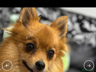 Pomeranian dogs Bkack and tan fox faced Pomeranian - Advert 1