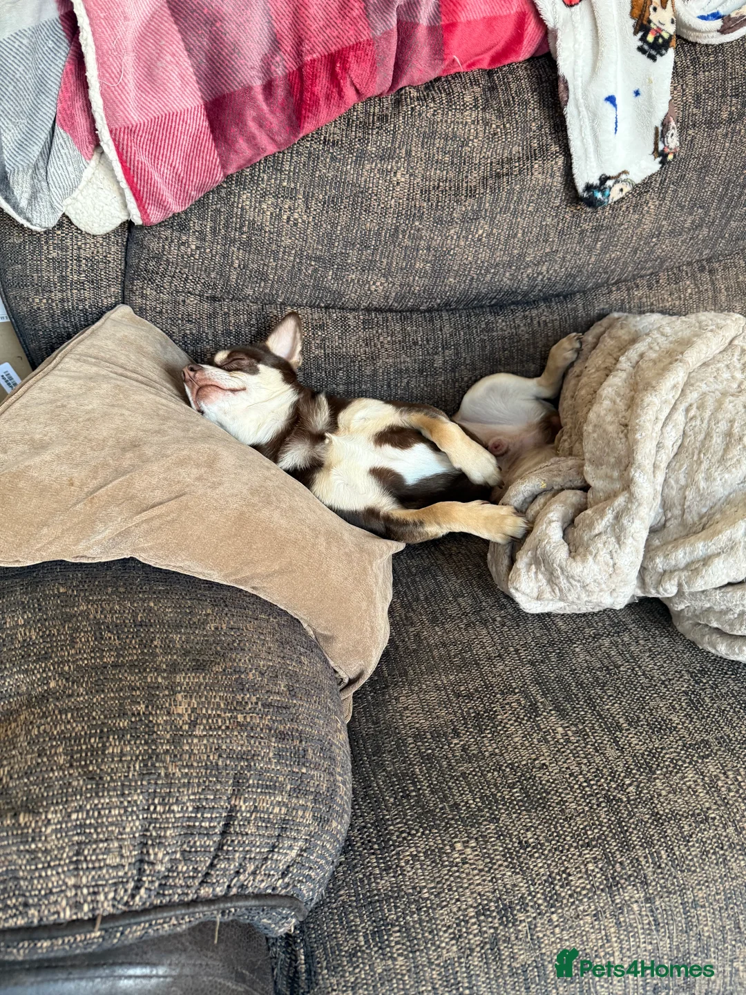 Chihuahua dogs for stud: Reggie the chocolate chi for stud in Ipswich - Advert 13